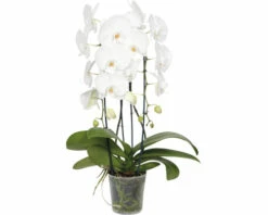 FLORASELF Vlinderorchidee Phalaenopsis Hybride Potmaat Ø 12 Cm H 55-70 Cm -FLORASELF Verkoop DV 8 4622944 02 4c RO 20210217043841