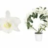 FLORASELF Epifytische Orchidee Dendrobium Nobile Potmaat Ø 12 Cm H 50-65 Cm -FLORASELF Verkoop DV 8 4622947 01 4c DE 20181130051657