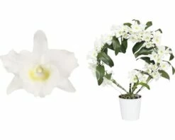 FLORASELF Epifytische Orchidee Dendrobium Nobile Potmaat Ø 12 Cm H 50-65 Cm