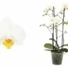FLORASELF Vlinderorchidee Phalaenopsis Hybride 3 Takken Potmaat Ø 12 Cm H 45-55 Cm 1 FLORASELF Vlinderorchidee Phalaenopsis Hybride 3 Takken Potmaat Ø 12 Cm H 45-55 Cm -FLORASELF Verkoop DV 8 4622948 01 4c DE 20181130051657