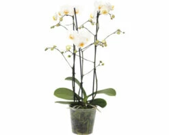 FLORASELF Vlinderorchidee Phalaenopsis Hybride 3 Takken Potmaat Ø 12 Cm H 45-55 Cm -FLORASELF Verkoop DV 8 4622948 02 4c RO 20210218115316