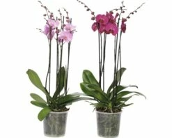 FLORASELF Orchidee Phalaenopsis Hybride Potmaat Ø 17 Cm H 70-80 Cm 9 FLORASELF Orchidee Phalaenopsis Hybride Potmaat Ø 17 Cm H 70-80 Cm -FLORASELF Verkoop DV 8 4622953 01 4c DE 20201215121658