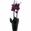 FLORASELF Orchidee Phalaenopsis Hybride Potmaat Ø 17 Cm H 70-80 Cm -FLORASELF Verkoop DV 8 4622953 02 4c DE 20201217091654