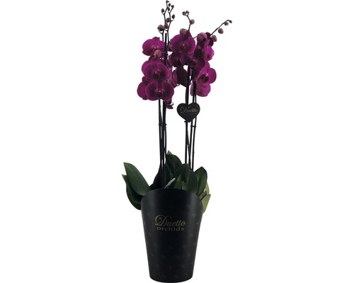 FLORASELF Orchidee Phalaenopsis Hybride Potmaat Ø 17 Cm H 70-80 Cm 3 FLORASELF Orchidee Phalaenopsis Hybride Potmaat Ø 17 Cm H 70-80 Cm