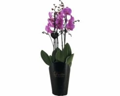FLORASELF Orchidee Phalaenopsis Hybride Potmaat Ø 17 Cm H 70-80 Cm 7 FLORASELF Orchidee Phalaenopsis Hybride Potmaat Ø 17 Cm H 70-80 Cm -FLORASELF Verkoop DV 8 4622953 03 4c DE 20201217091654