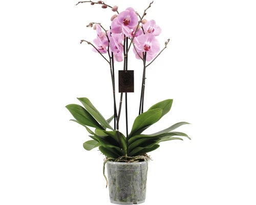 FLORASELF Orchidee Phalaenopsis Hybride Potmaat Ø 17 Cm H 70-80 Cm 5 FLORASELF Orchidee Phalaenopsis Hybride Potmaat Ø 17 Cm H 70-80 Cm - Afbeelding 3