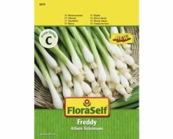 FLORASELF® Zichorie Sla Jupiter