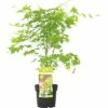 FLORASELF® Japanse Esdoorn Acer Palmatum 'Going Green' Potmaat Ø 19 Cm -FLORASELF Verkoop DV 8 4641905 01 4c NL 20190228051656