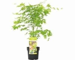 FLORASELF® Japanse Esdoorn Acer Palmatum 'Going Green' Potmaat Ø 19 Cm