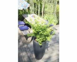 FLORASELF® Japanse Esdoorn Acer Palmatum 'Going Green' Potmaat Ø 19 Cm -FLORASELF Verkoop DV 8 4641905 03 4c NL 20190227051753