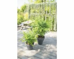 FLORASELF® Japanse Esdoorn Acer Palmatum 'Going Green' Potmaat Ø 19 Cm -FLORASELF Verkoop DV 8 4641905 04 4c NL 20190227051753