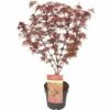 FLORASELF® Japanse Esdoorn Acer Palmatum 'Shaina' Potmaat Ø 19 Cm -FLORASELF Verkoop DV 8 4641973 02 4c NL 20190228052730
