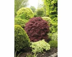 FLORASELF® Japanse Esdoorn Acer Palmatum 'Shaina' Potmaat Ø 19 Cm -FLORASELF Verkoop DV 8 4641973 04 4c NL 20190227051753