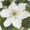 FLORASELF® Bosrank Clematis 'destiny' Potmaat Ø16 Cm 2 FLORASELF® Bosrank Clematis 'destiny' Potmaat Ø16 Cm -FLORASELF Verkoop DV 8 4665141 02 4c DE 20220228161750 1