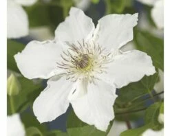 FLORASELF Bosrank Clematis-Cultivars 'Destiny' Potmaat Ø 16 Cm H 90 Cm