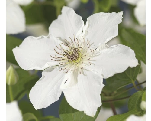FLORASELF Bosrank Clematis-Cultivars 'Destiny' Potmaat Ø 16 Cm H 90 Cm 3 FLORASELF Bosrank Clematis-Cultivars 'Destiny' Potmaat Ø 16 Cm H 90 Cm
