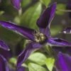 FLORASELF® Bosrank Clematis 'noora' Potmaat Ø16 Cm -FLORASELF Verkoop DV 8 4665143 02 4c DE 20210329094659