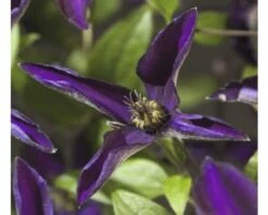 FLORASELF® Bosrank Clematis 'noora' Potmaat Ø16 Cm