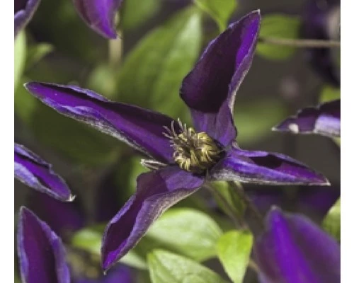 FLORASELF® Bosrank Clematis 'noora' Potmaat Ø16 Cm 3 FLORASELF® Bosrank Clematis 'noora' Potmaat Ø16 Cm