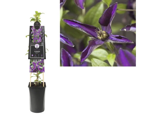 FLORASELF® Bosrank Clematis 'noora' Potmaat Ø16 Cm 4 FLORASELF® Bosrank Clematis 'noora' Potmaat Ø16 Cm - Afbeelding 2