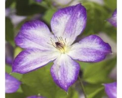 FLORASELF Bosrank Clematis-Cultivars 'Pernille PBR' Potmaat Ø 16.0 Cm H 50-70 Cm