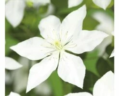 FLORASELF® Bosrank Clematis Witte Bloemen S Potmaat Ø16 Cm