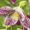 FLORASELF® Bosrank Clematis 'cirrhosa Freckles' Potmaat Ø16 Cm 2 FLORASELF® Bosrank Clematis 'cirrhosa Freckles' Potmaat Ø16 Cm -FLORASELF Verkoop DV 8 4665151 02 4c DE 20210329091755