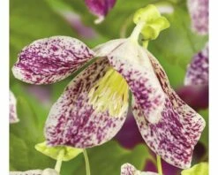 FLORASELF® Bosrank Clematis 'cirrhosa Freckles' Potmaat Ø16 Cm