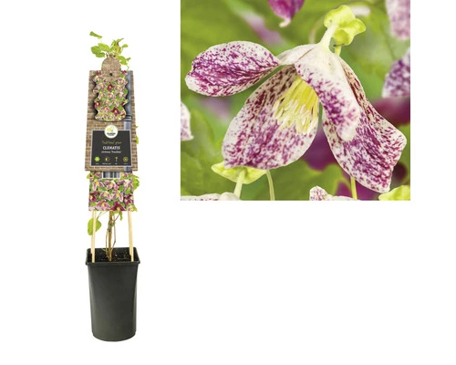 FLORASELF® Bosrank Clematis 'cirrhosa Freckles' Potmaat Ø16 Cm 4 FLORASELF® Bosrank Clematis 'cirrhosa Freckles' Potmaat Ø16 Cm - Afbeelding 2