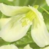 FLORASELF® Bosrank Clematis 'cirrhosa Wisley Cream' Potmaat Ø16 Cm 2 FLORASELF® Bosrank Clematis 'cirrhosa Wisley Cream' Potmaat Ø16 Cm -FLORASELF Verkoop DV 8 4665153 02 4c DE 20210329091655