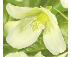 FLORASELF® Bosrank Clematis 'cirrhosa Wisley Cream' Potmaat Ø16 Cm