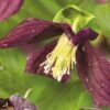 FLORASELF® Bosrank Clematis 'cirrhosa Landsd Gem' Potmaat Ø16 Cm 2 FLORASELF® Bosrank Clematis 'cirrhosa Landsd Gem' Potmaat Ø16 Cm -FLORASELF Verkoop DV 8 4665154 02 4c DE 20210329091655