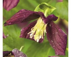 FLORASELF® Bosrank Clematis 'cirrhosa Landsd Gem' Potmaat Ø16 Cm