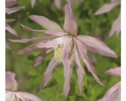 FLORASELF® Clematis 'Country Rose'® Ø16 Cm Roze