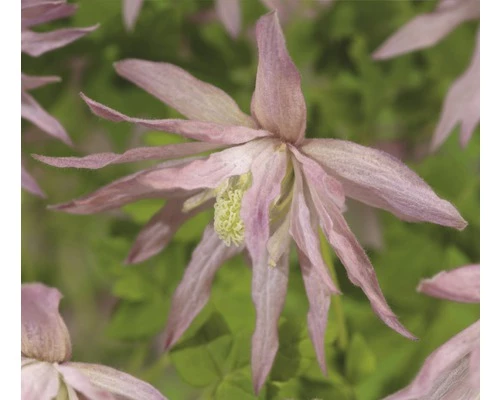 FLORASELF® Clematis 'Country Rose'® Ø16 Cm Roze 3 FLORASELF® Clematis 'Country Rose'® Ø16 Cm Roze