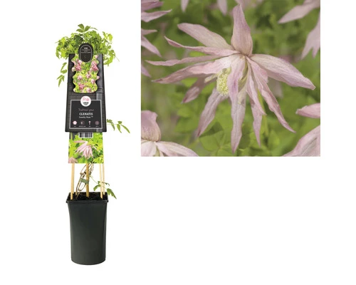 FLORASELF® Clematis 'Country Rose'® Ø16 Cm Roze 4 FLORASELF® Clematis 'Country Rose'® Ø16 Cm Roze - Afbeelding 2