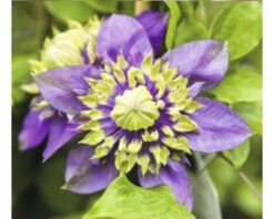 FLORASELF® Bosrank Clematis 'florida Taiga' Potmaat Ø16 Cm