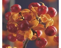 FLORASELF® Boomwurger Celastrus 'orbi Hermaphroditus' Potmaat Ø16 Cm