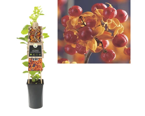 FLORASELF® Boomwurger Celastrus 'orbi Hermaphroditus' Potmaat Ø16 Cm 4 FLORASELF® Boomwurger Celastrus 'orbi Hermaphroditus' Potmaat Ø16 Cm - Afbeelding 2