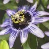FLORASELF® Passiebloem Passiflora 'damsels Delight' Potmaat Ø16 Cm -FLORASELF Verkoop DV 8 4665165 02 4c DE 20210329091655