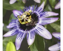 FLORASELF® Passiebloem Passiflora 'damsels Delight' Potmaat Ø16 Cm