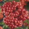 FLORASELF® Vuurdoorn Pyracantha 'mohave' Potmaat Ø16 Cm -FLORASELF Verkoop DV 8 4665168 02 4c DE 20210329091655