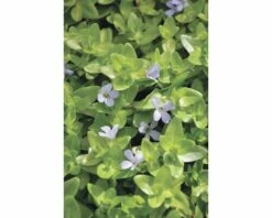 FLORASELF Bacopa Bacopa Caroliniana Potmaat Ø 11.0 Cm H 5-15 Cm