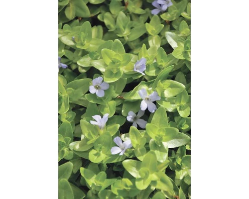 FLORASELF Bacopa Bacopa Caroliniana Potmaat Ø 11.0 Cm H 5-15 Cm 3 FLORASELF Bacopa Bacopa Caroliniana Potmaat Ø 11.0 Cm H 5-15 Cm