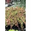 FLORASELF® Rotala Rotala Indica Wit Potmaat Ø 11 Cm 1 FLORASELF® Rotala Rotala Indica Wit Potmaat Ø 11 Cm -FLORASELF Verkoop DV 8 4665924 01 4c DE 20191203101655