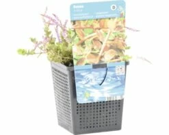 FLORASELF® Rotala Rotala Indica Wit Potmaat Ø 11 Cm -FLORASELF Verkoop DV 8 4665924 02 4c DE 20191203101655