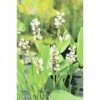 FLORASELF Moerashyacint Pontederia Cordata 'Alba' Potmaat Ø 18.0 Cm H 10-60 Cm -FLORASELF Verkoop DV 8 4665948 01 4c DE 20191203094650
