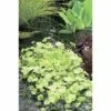 FLORASELF® Bonte Waternavel Hydrocotyle Sib.'Variegata' Potmaat Ø 18 Cm
