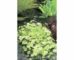 FLORASELF® Bonte Waternavel Hydrocotyle Sib.'Variegata' Potmaat Ø 18 Cm
