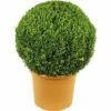 FLORASELF Buxus Buxus Sempervirens Potmaat Ø 33,0 Cm H 45-50 Cm -FLORASELF Verkoop DV 8 4674483 01 4c DE 20190118051652